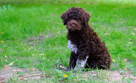 Cute brown puppy lagotto romagnolo sitting on the grass and lookicng at camera in summer. Space for textの写真素材