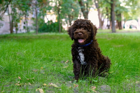 Cute brown puppy lagotto romagnolo sitting on the grass and lookicng at camera in summer. Space for textの写真素材