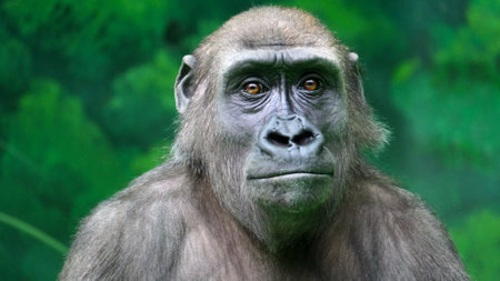 Close-up an adult gorilla looks around against the backdrop of an artificial jungle. Animal protection conceptの写真素材