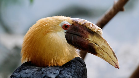 Papuan hornbill sitting on a branch and watching. Rhyticeros plicatus. Wildlife and wild exotic birds conceptの写真素材