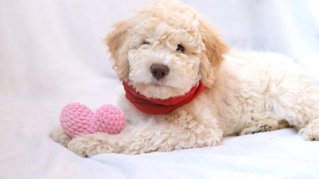A cute and funny lover valentine lagotto romagnolo puppy dog with a soft red heart. Valentines day concept, postcard.の写真素材