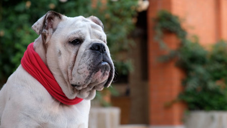 Young english bulldog in a red bandage collar sits and looking around in the yard in summer and guard the house. Outdoors. Pet Conceptの写真素材