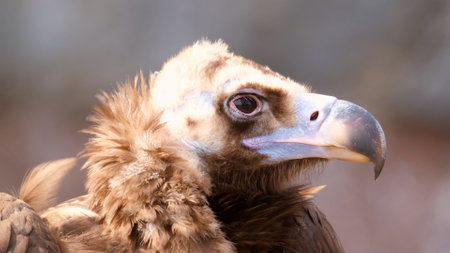 The detail of the head of cinereous vulture. Aegypius monachus or black vulture, monk vulture, or eurasian black vultureの写真素材