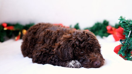 A cute and funny and happy christmas lagotto romagnolo puppy dog with christmas decoration. Christmas concept, postcard.の写真素材