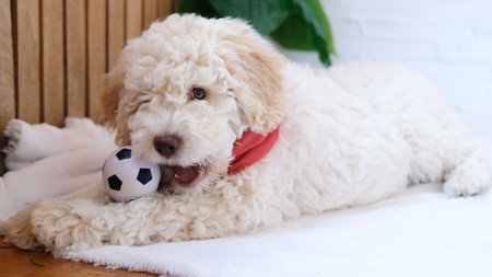 A cute and funny lagotto romagnolo puppy dog playing with a ball.の写真素材