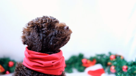 A cute and funny christmas lagotto romagnolo portrait close-up puppy dog with christmas decoration with place for text. Copy space. Christmas concept, postcardの写真素材