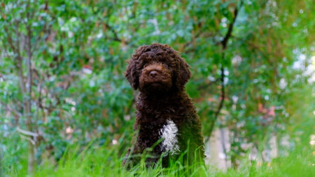 Funny hungry brown puppy lagotto romagnolo sitting on the grass and looking at the camera in summer with copy space. Place for textの写真素材