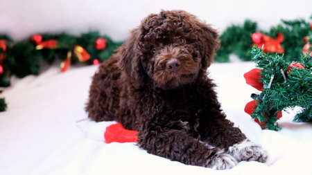 A cute and funny and happy christmas lagotto romagnolo puppy dog with christmas decoration. Christmas concept, postcard.の写真素材