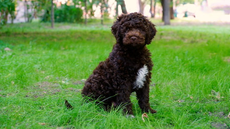 Funny brown puppy lagotto romagnolo sitting on the grass and looking at the camera in summerの写真素材