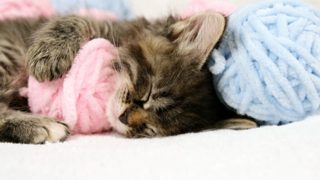 Close-up Cute tabby Cat sleeping with pink and light blue balls skeins of thread on white bed. Little curious kitten lying over white blanket and sleepingの写真素材