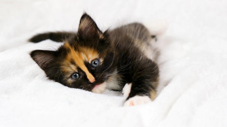 Funny cute playful kitten lies on white soft blanket. Cat rest napping on bed and looking at camera. Comfortable pet sleeping in cozy home.の写真素材