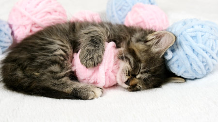Cute tabby Cat sleeping with pink and light blue balls skeins of thread on white bed. Little curious kitten lying over white blanket and sleepingの写真素材