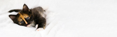 Banner funny cute playful kitten lies on white soft blanket. Cat rest napping on bed and looking at camera. Comfortable pet sleeping in cozy home.の写真素材