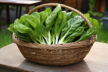 Fresh organic spinach harvest in traditional wicker basketの素材