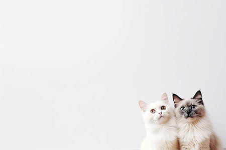 Cute smart surprised cats looking at the camera with space for adding text or messageの素材