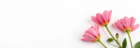 Three pink lewisia flowers are arranged on the right side of a white background, creating a delicate and elegant floral banner perfect for spring or summer themesの素材
