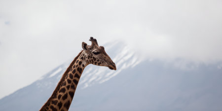 Giraffe standing in profile with its long neck and patterned coat, observing the vast african landscape with the snow-capped peak of mount kilimanjaro partially visible under a cloudy skyの素材