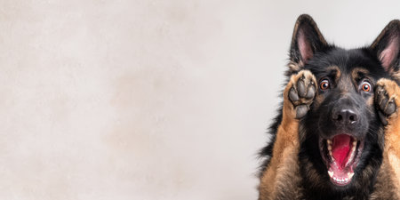 German shepherd standing on hind legs with paws over face, wide eyes and open mouth showing a humorous, surprised, and slightly fearful expression against white backgroundの素材