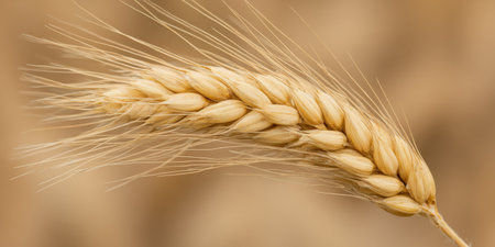 Golden wheat ear ripening in an agricultural field, showing its detailed texture and grains ready for harvest, symbolizing agriculture, food production, and abundanceの素材