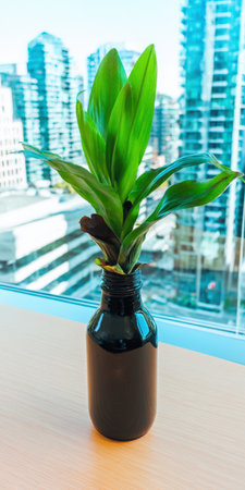 Green plant leaves grow from a dark glass bottle, repurposed as a vase, sitting on a light wooden table by a window overlooking a modern city skyline with tall buildingsの素材