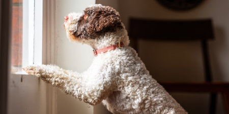 Adorable lagotto romagnolo dog standing on hind legs, paws on windowsill, looking out window with hopeful anticipation, waiting for its owner to come homeの素材
