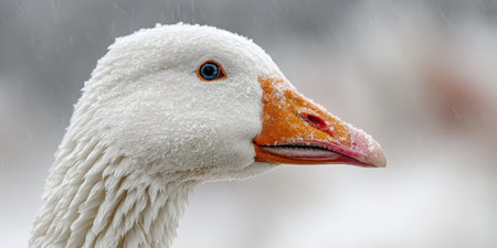 White goose head in profile with orange beak and striking blue eye dusted with snowflakes, crisp winter feathers and falling snow conveying cold, serene outdoor resilienceの素材