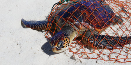 Sea turtle lying helpless on a white sand beach, struggling with a discarded orange fishing net covering its body and limiting movement, highlighting the severe consequences of marine pollutionの素材