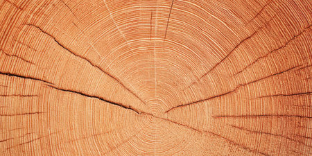 Tree trunk cross section showing detailed wood grain and concentric growth rings, rustic brown texture revealing age, history and natural patterns in close-up detailの素材