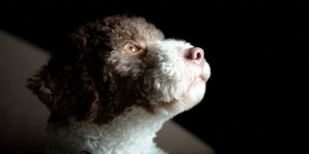 Lagotto romagnolo puppy looking up, its expressive eye reflecting hope and curiosity against a dramatic dark background, highlighting its youthful innocence and future anticipationの素材