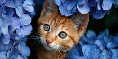 Adorable orange tabby kitten peeking from vibrant blue hydrangea blooms, looking up with curious eyes, depicting innocence, warmth, and nature's beautyの素材