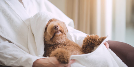 Person gently drying a wet brown poodle with a white towel after a calming bath, showing tender care, comfort and bonding in a cozy home grooming momentの素材