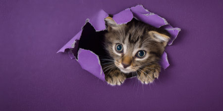 Curious tabby kitten peeking through a torn purple paper hole, emerging with playful innocenceの素材