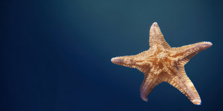 Starfish gently floating over deep blue water, highlighting textured arms and natural marine habitat for serene underwater life, ocean exploration and peaceful seascape imageryの素材