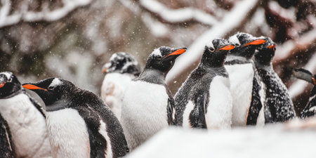 Gentoo penguins huddling on a snowy antarctic plain, braving wind and snowfall as a tight colony for warmth and survival in a remote icy wildernessの素材
