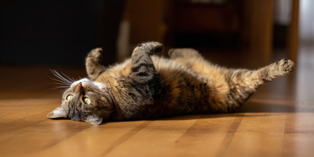 Tabby cat lying on its back on a wooden floor, enjoying a moment of warmth and relaxation, soaking up sunlight on its fur and showing contentment in its home environmentの素材