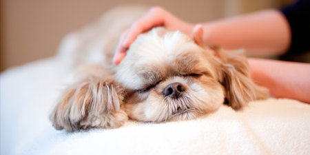 Shih tzu dog sleeping peacefully on a white towel while a person's hand gently strokes its head, creating a moment of tranquility and well-being for the beloved petの素材