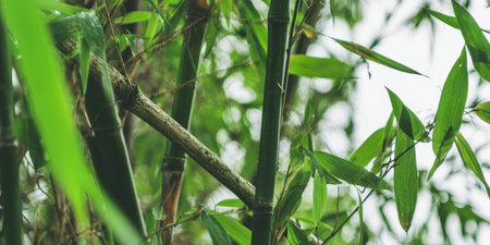Close-up of vibrant green bamboo stems and leaves forming a serene natural backdrop, evoking growth, renewal, tranquility, and a fresh, zen-inspired garden atmosphereの素材