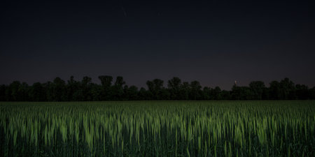 Green wheat field stretches to a dark forest under a vast night sky dotted with faint stars, evoking tranquil rural calm and expansive summer farmland at duskの素材