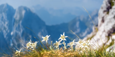 Edelweiss flowers thriving in grassy mountain terrain, presenting a symbol of alpine beauty and natural resilience with a blurred majestic mountain range in the backgroundの素材