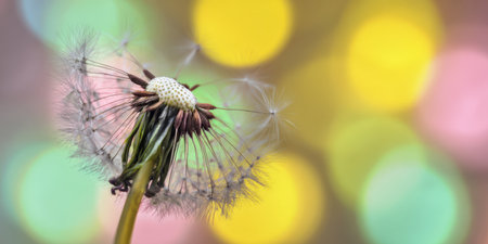 Dandelion seed head releasing its delicate pappus, softly illuminated by magical pastel bokeh lights, symbolizing wishes, dreams, spring, and the fragility of natureの素材