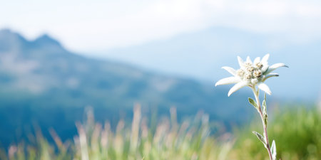 Edelweiss, a iconic alpine flower, growing in its natural habitat with blurred mountain peaks and blue sky in the background, symbolizing purity, rarity, and resilient beauty in natureの素材