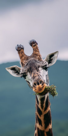 Giraffe head portrait showing an animal eating fresh green grass, highlighting its unique patterns and expressive face in a natural outdoor wildlife settingの素材