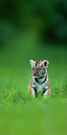 Tiger cub sitting quietly in fresh green grass, showing its striped fur and adorable expression, symbolizing youth, innocence, and vulnerability in natureの素材