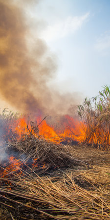 Sugarcane field burning generates intense flames and thick smoke, impacting environmental air quality and representing an agricultural practice with ecological consequencesの素材