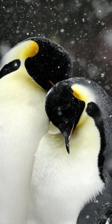 Two emperor penguins standing close for warmth and comfort during a heavy snowfall, displaying natural interaction and resilience in a harsh, cold antarctic environmentの素材