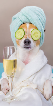 Dog enjoying pampering and relaxation at a pet spa, wearing a blue towel turban and white bathrobe with cucumber slices on eyes while holding a champagne glassの素材