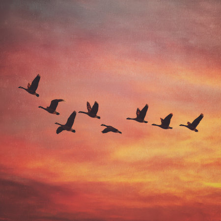 Flock of wild geese flying in a classic v formation through a vibrantly colored sky at dramatic sunset, symbolizing freedom, teamwork, and seasonal migrationの素材