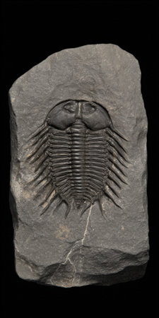 Trilobite fossil embedded in gray rock, detailed prehistoric arthropod specimen revealing ancient marine life, evolution and paleontological history for study and displayの素材