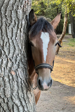 Curious horse peeking from behind tree trunkの写真素材