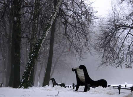 Fog in the park.の写真素材